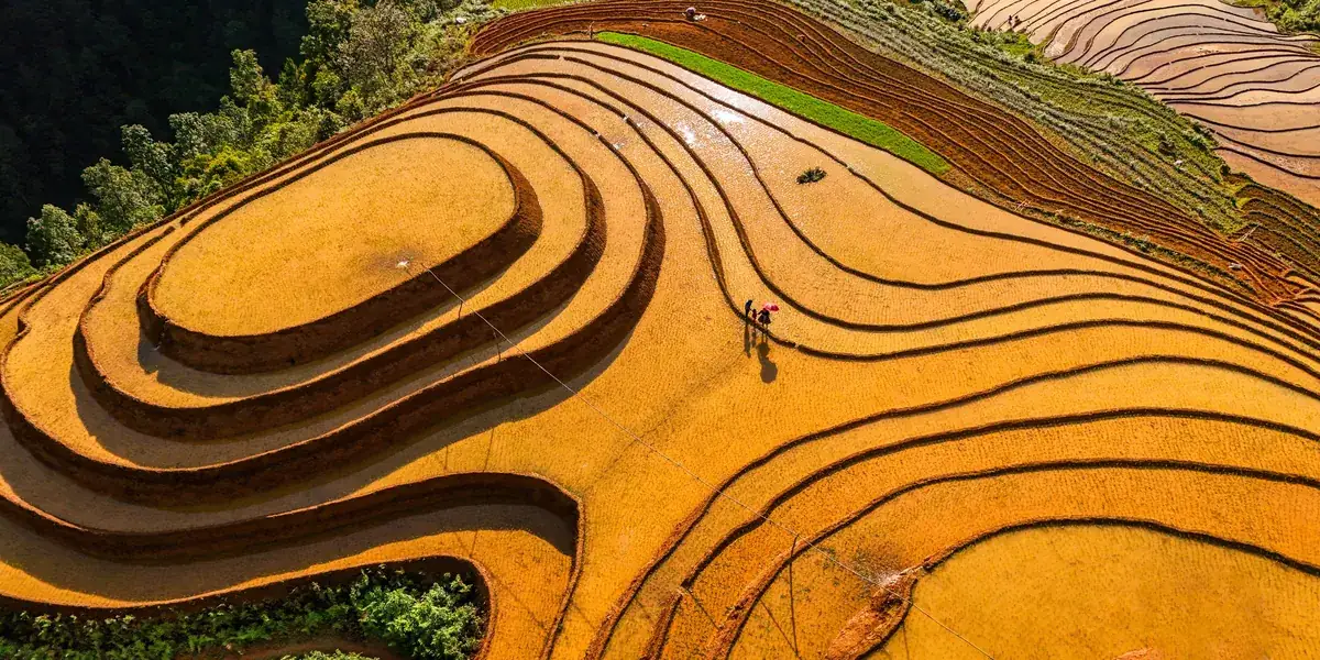 Terraced fields seen from above, golden curves inside each other, two tiny figures at the edge