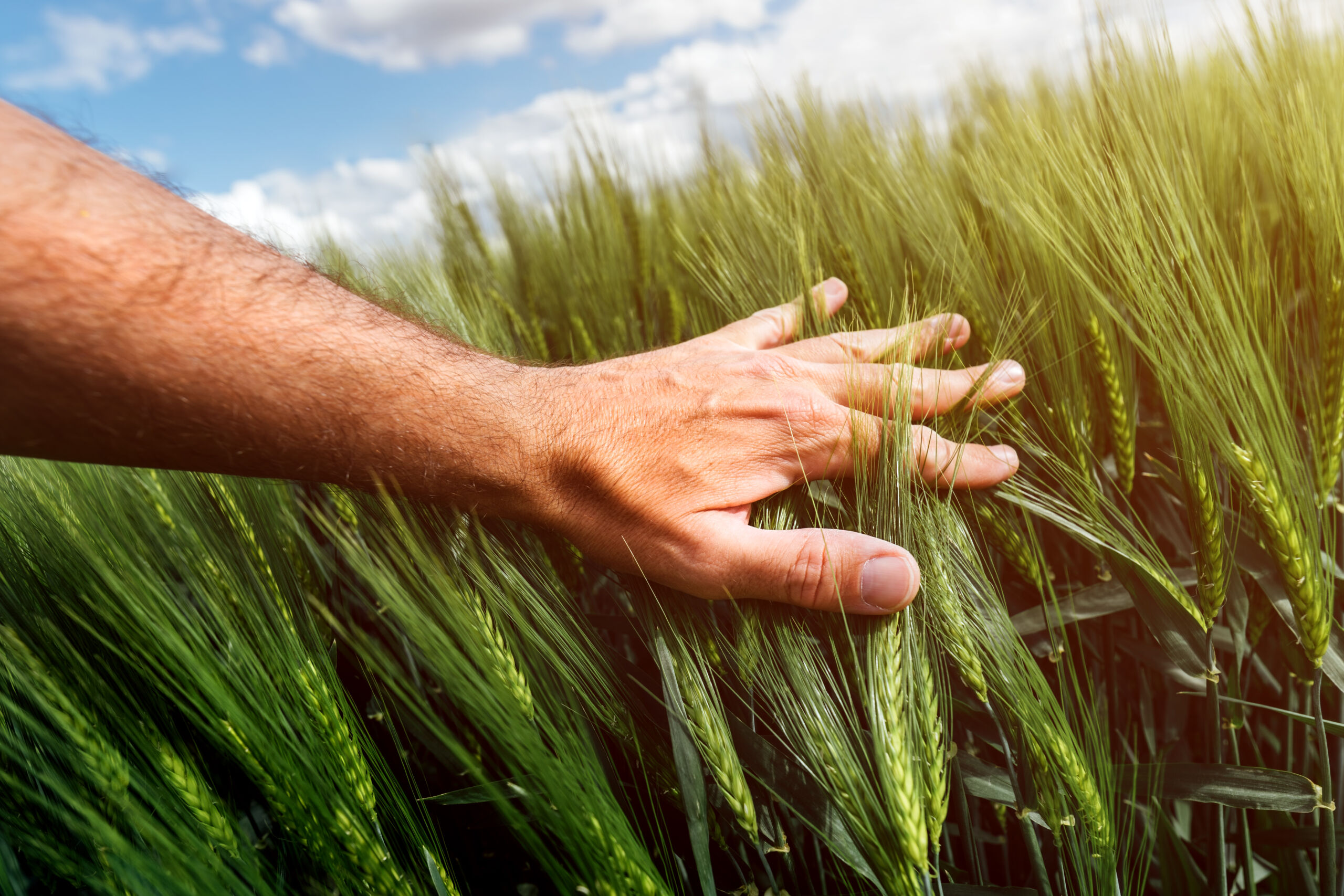 wheat crop management care and responsibility for VAPRZWW scaled